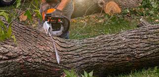 How Our Tree Care Process Works  in  Grottoes, VA