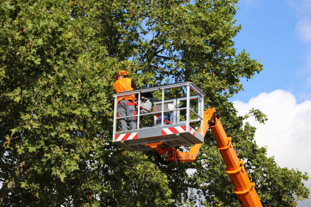 Best Weed Control  in Grottoes, VA