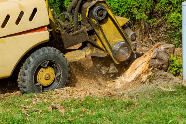 Best Leaf Removal  in Grottoes, VA