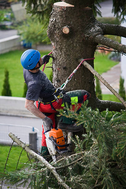 Best Arborist Consultation Services  in Grottoes, VA