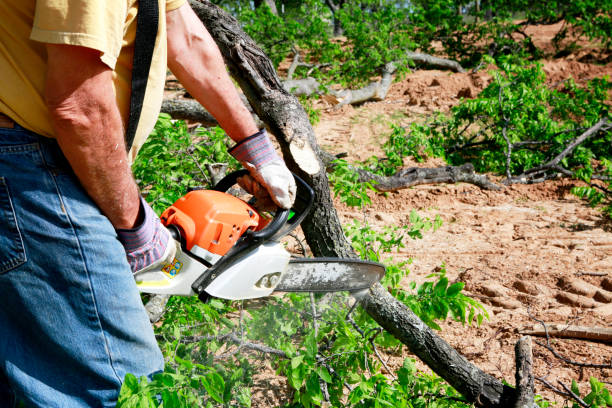 Best Tree Preservation Services  in Grottoes, VA